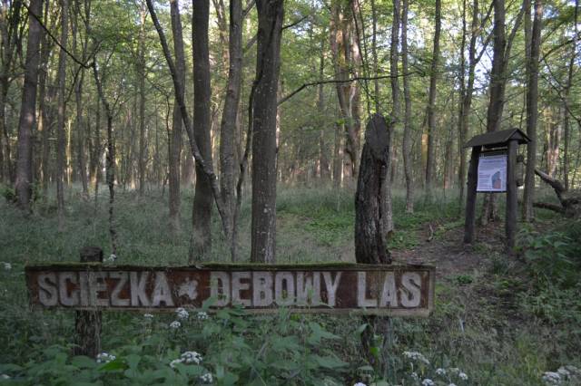 Nature Reserve in Koryciny.