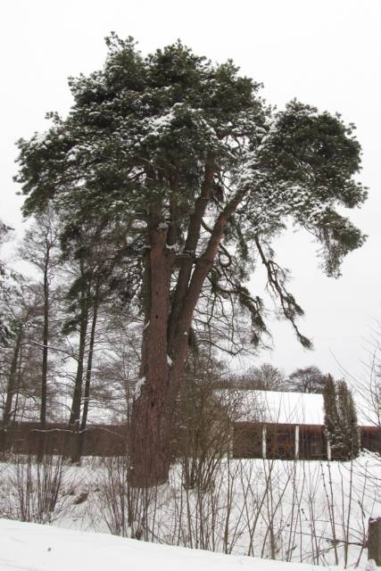 Pine - natural monument