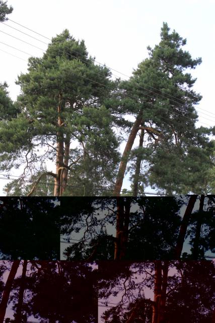 Old-growth pine forest