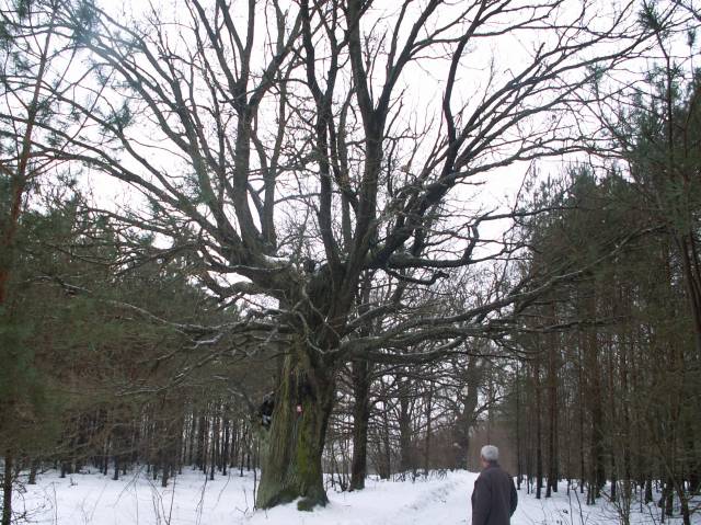 Dąb szypułkowy - pomnik przyrody